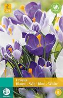 Crocus blauw/wit 12 bollen - Jub