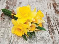 Narcis bosje 70x50cm Tuinschilderij - Customize it