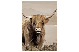 Glasschilderij - Schotse Hooglander - 110 x 160 x 0,4 cm