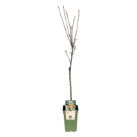 Malus Domestica Elstar - Appel - Ø19cm - ↕60cm Malus Domestica Elstar - Appel - Ø19cm - ↕60cm