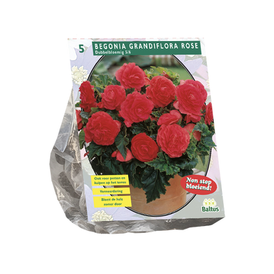 Begonia