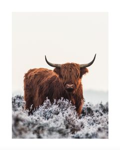 Schotse Hooglander Kunstdruk