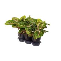 Aglaonema Spring Red - Ø19cm - ↕60cm Aglaonema Spring Red - Ø19cm - ↕60cm