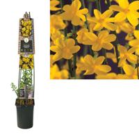 Jasminum nudiflorum L- Jasmijn