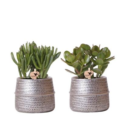 Kolibri Greens | Succulenten set van 2 planten in zilveren groove sierpotten - keramiek potmaat Ø9cm
