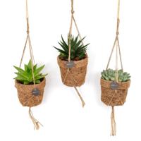 Kokopot String Succulehnt Mix - 3 stuks - Ø10cm - ↕15cm Kokopot String Succulehnt Mix - 3 stuks - Ø10cm - ↕15cm