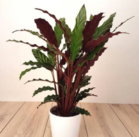 Calathea Wave Star Pauwenplant smal donkergroen blad 60 cm kamerplant Warentuin Natuurlijk - Warentuin natuurlijk