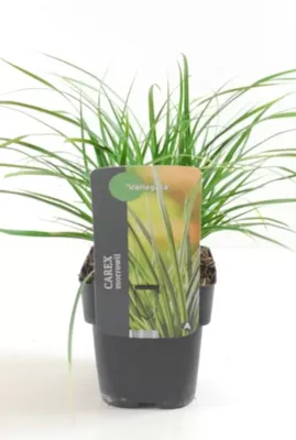 Siergras - Carex Morrowii Irish Green Siergras - Carex Morrowii Irish Green