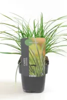 Siergras - Carex Morrowii Irish Green