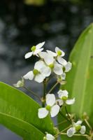 Moerings Sagittaria graminea - Smalbladig pijlkruid
