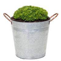 Mega Collections Emmer/plantenpot Jean - zink - zilver - D30 X H28 cm   -