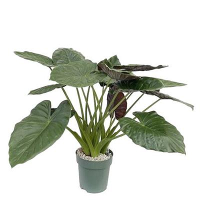 Alocasia Wentii Potmaat 30 H90-100 kamerplant Beautanic Lifestyle - Beautanic lifestyle