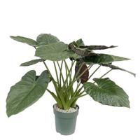 Alocasia Wentii Potmaat 30 H90-100 kamerplant Beautanic Lifestyle - Beautanic lifestyle