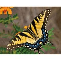 Dieren magneet 3D gele vlinder   -