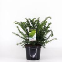 Taxus baccata repandens 30-40 cm - Warentuin natuurlijk