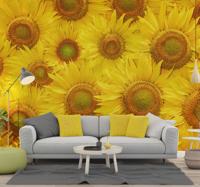 Zonnebloemen Fotobehang woonkamer