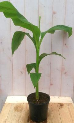 Bananenplant eenjarig groen - Warentuin natuurlijk