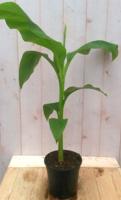 Bananenplant eenjarig groen - Warentuin natuurlijk