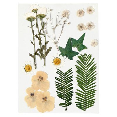 Creativ Company Gedroogde bloemen en bladeren off-white, 19dlg.