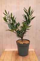 Laurierkers Prunus Otto 70 cm Warentuin Natuurlijk - Warentuin natuurlijk