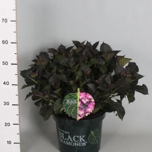 Hydrangea Macrophylla "Black Diamond® Dark Angel Purple"® schermhortensia - 40-50 cm - 1 stuks