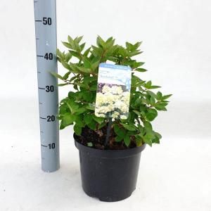 Hydrangea Paniculata "Bombshell"® pluimhortensia - 30-35 cm - 1 stuks
