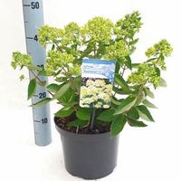 Hydrangea Paniculata "Bombshell"® pluimhortensia - 30-35 cm - 1 stuks - thumbnail