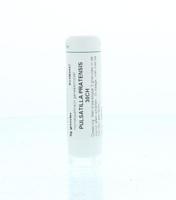 Pulsatilla pratensis 30CH 6 Gram