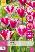 Tulp Mata Hari 12 bollen colour change