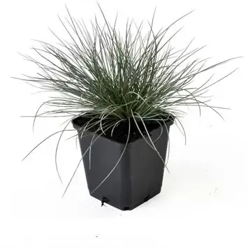 Festuca glauca Zwergenkoning 6-pack