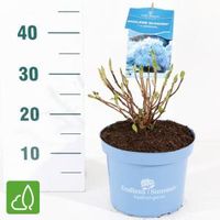 Hydrangea Macrophylla "Endless Summer Blue"® boerenhortensia - thumbnail