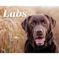 Labrador Retriever Scheurkalender 2026 Boxed