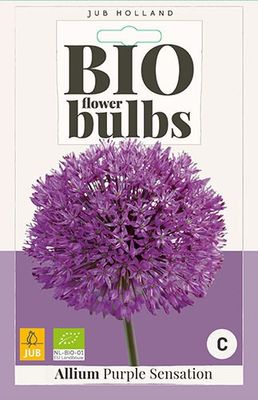 Allium Purple Sensation 4 bollen - Jub