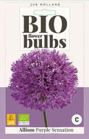 Allium Purple Sensation 4 bollen - JUB