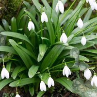 Glanzend Sneeuwklokje bloembollen - thumbnail