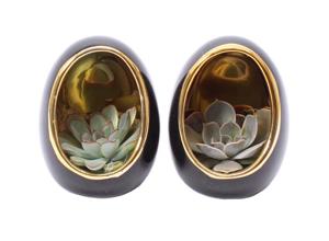 Echeveria in decorative egg black/gold - set of 2