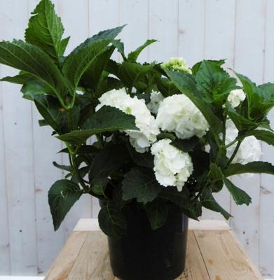 Hortensia Hydrangea wit groot 80 cm - Warentuin natuurlijk