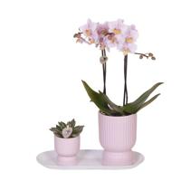 Kolibri Orchids | Plantenset Floral Blush pink small| Groene planten met Phalaenopsis orchidee in Floral Blush pink sierpotten en wit dienblad Kolibri Orchids | Plantenset Floral Blush pink small| Groene planten met Phalaenopsis orchidee in Floral Blush pink sierpotten en wit dienblad
