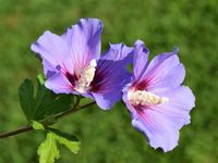 Hibiscus op stam - thumbnail