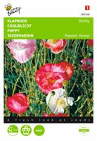 Papaver Rhoeas - Buzzy