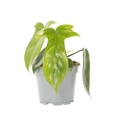 Philodendron Florida Ghost - P 12 cm