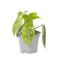 Philodendron Florida Ghost - P 12 cm