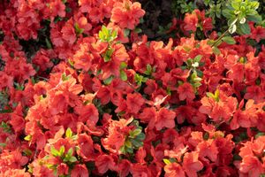 Azalea