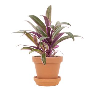 Tradescantia Purple Flame incl. terracotta pot