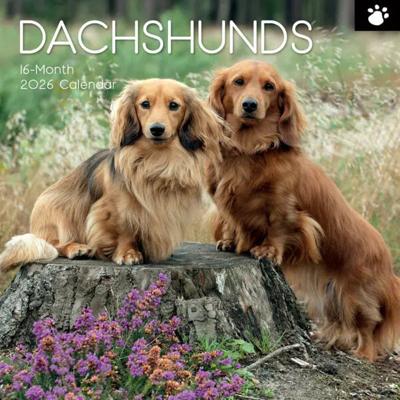 Teckel Kalender 2026