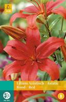 Lilium rood 2 bollen - Jub