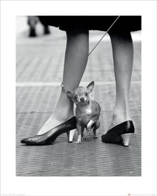 Kunstdruk Time Life Chihuahua 40x50cm