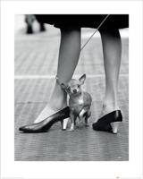 Kunstdruk Time Life Chihuahua 40x50cm