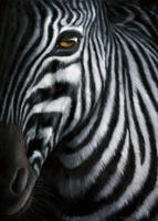 Kunstdruk Jutta Plath - Zebra I 60x80cm