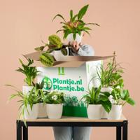 Groene Kneusjesbox inclusief bio sierpotten (12 stuks) Groene Kneusjesbox inclusief bio sierpotten (12 stuks)